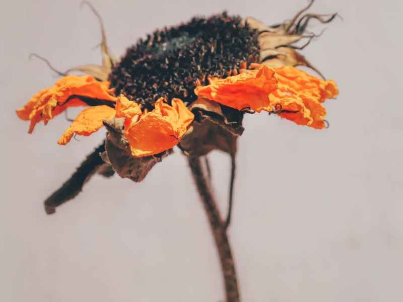 Here’s to Hoping My Lack of Motivation Won’t Kill My&nbsp;Novel